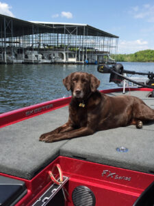 Picture of Choc Dog
